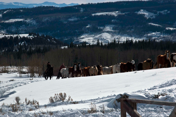 Horses moving to winter pasture