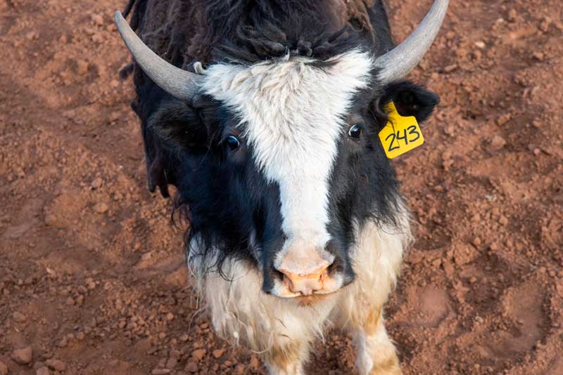 a curious yak calf